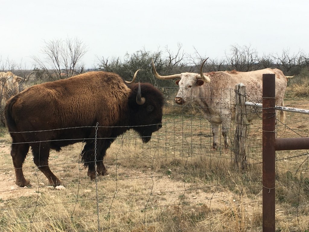 Longhorn & Bison Viewing with a Ranger - Discover San Angelo